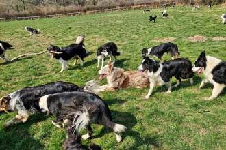 Border Collie Rescue and Rehabilitation Centre