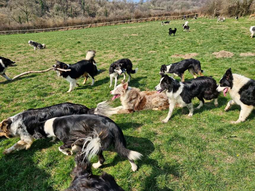 Border Collie Rescue and Rehabilitation Centre