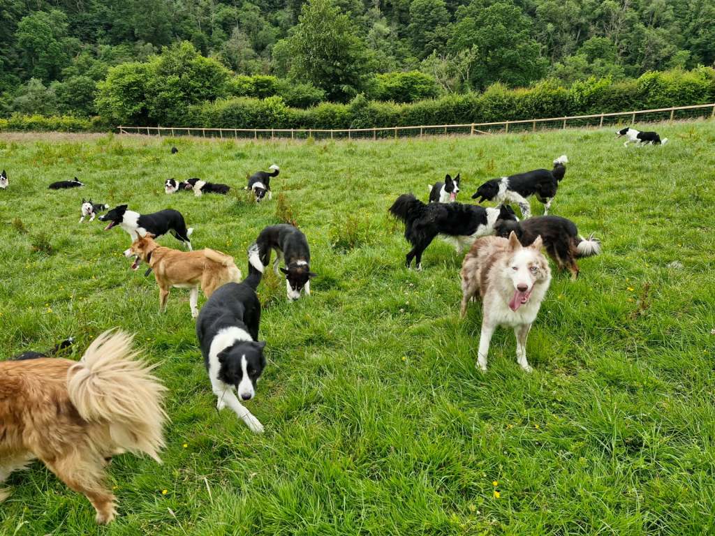 Border Collie Rescue and Rehabilitation Centre