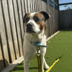 Marmite the dog at Dogs Trust Cardiff