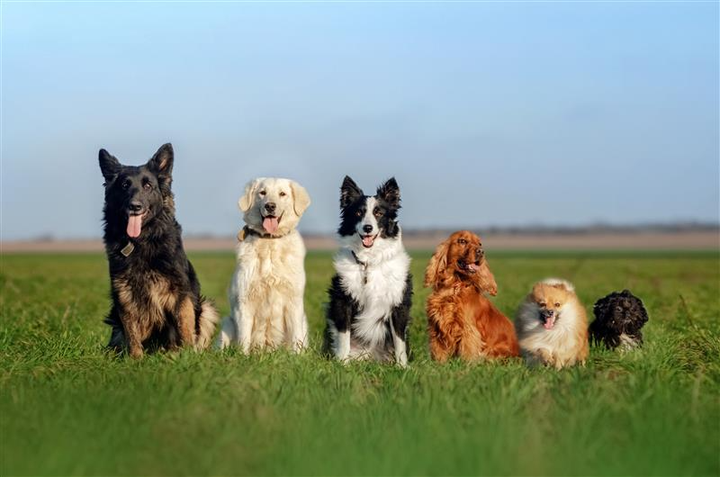 Six dogs lined up in height order
