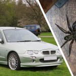 Spider and car