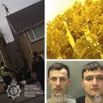 Roof-jumping cannabis growers