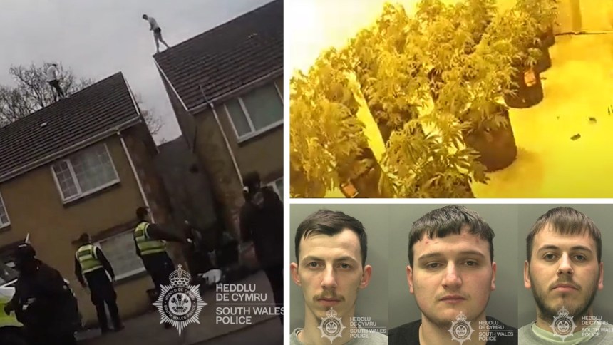 Roof-jumping cannabis growers