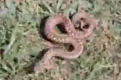 An adder on Gower