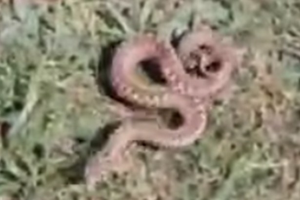An adder on Gower