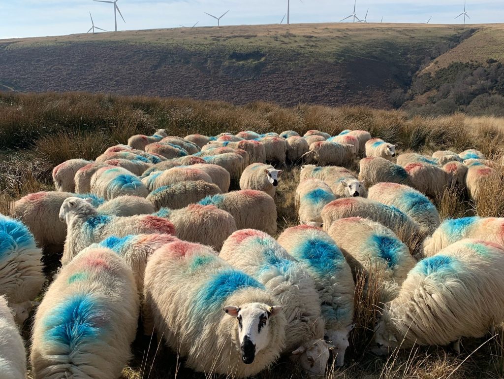 Sheep on the hills of Swansea's Mawr ward.