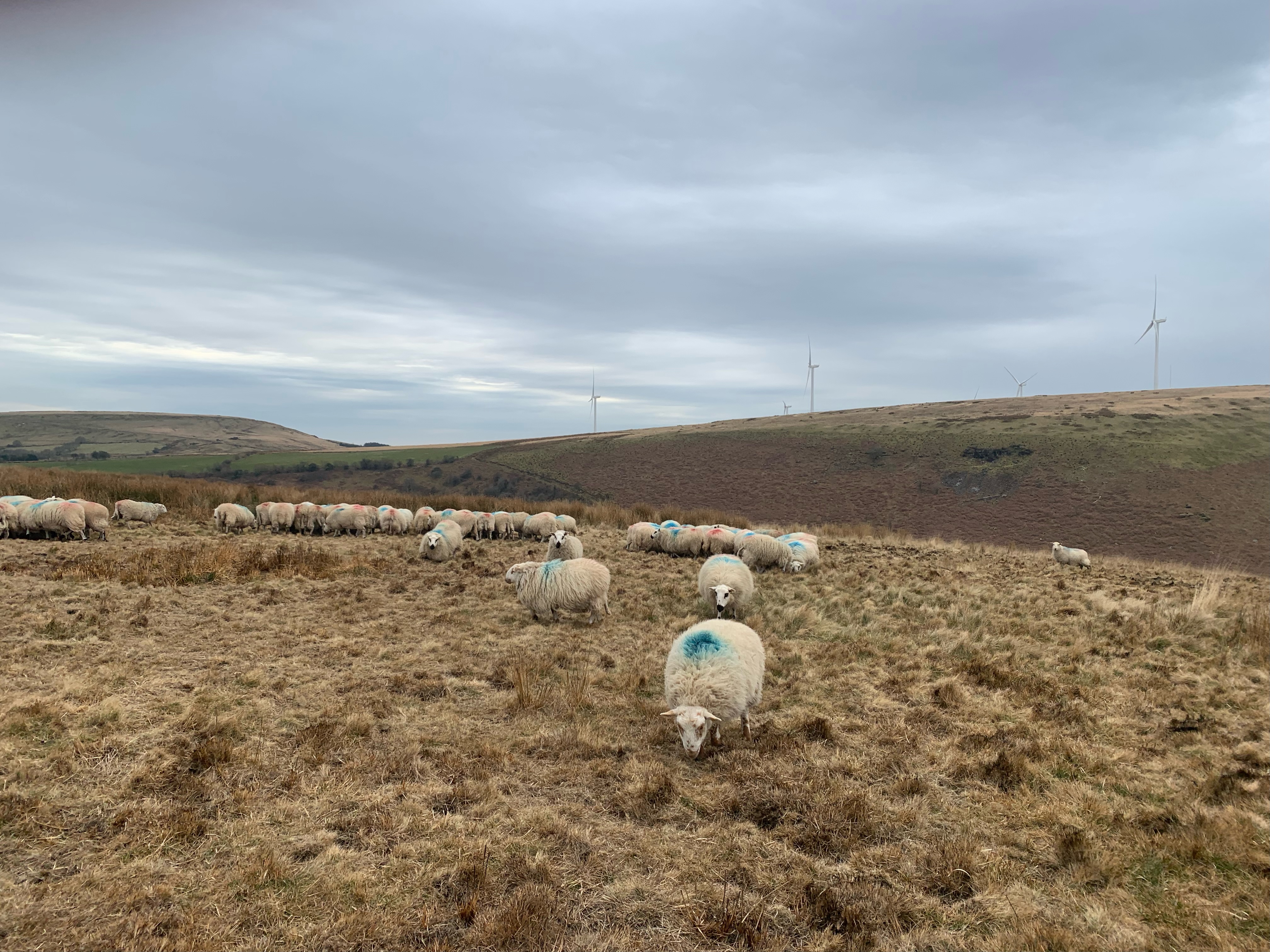 sheep on mawr