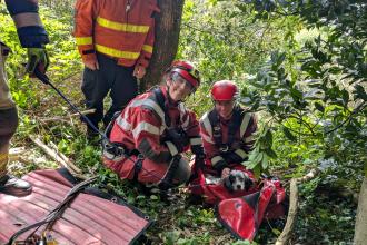 Firefighters rescue Daisy the Dog trapped on a steep cliff edge at Rosehill Quarry in Swansea