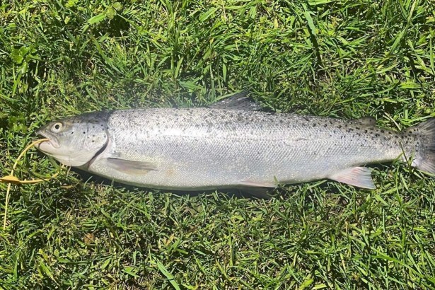 Tagged salmon