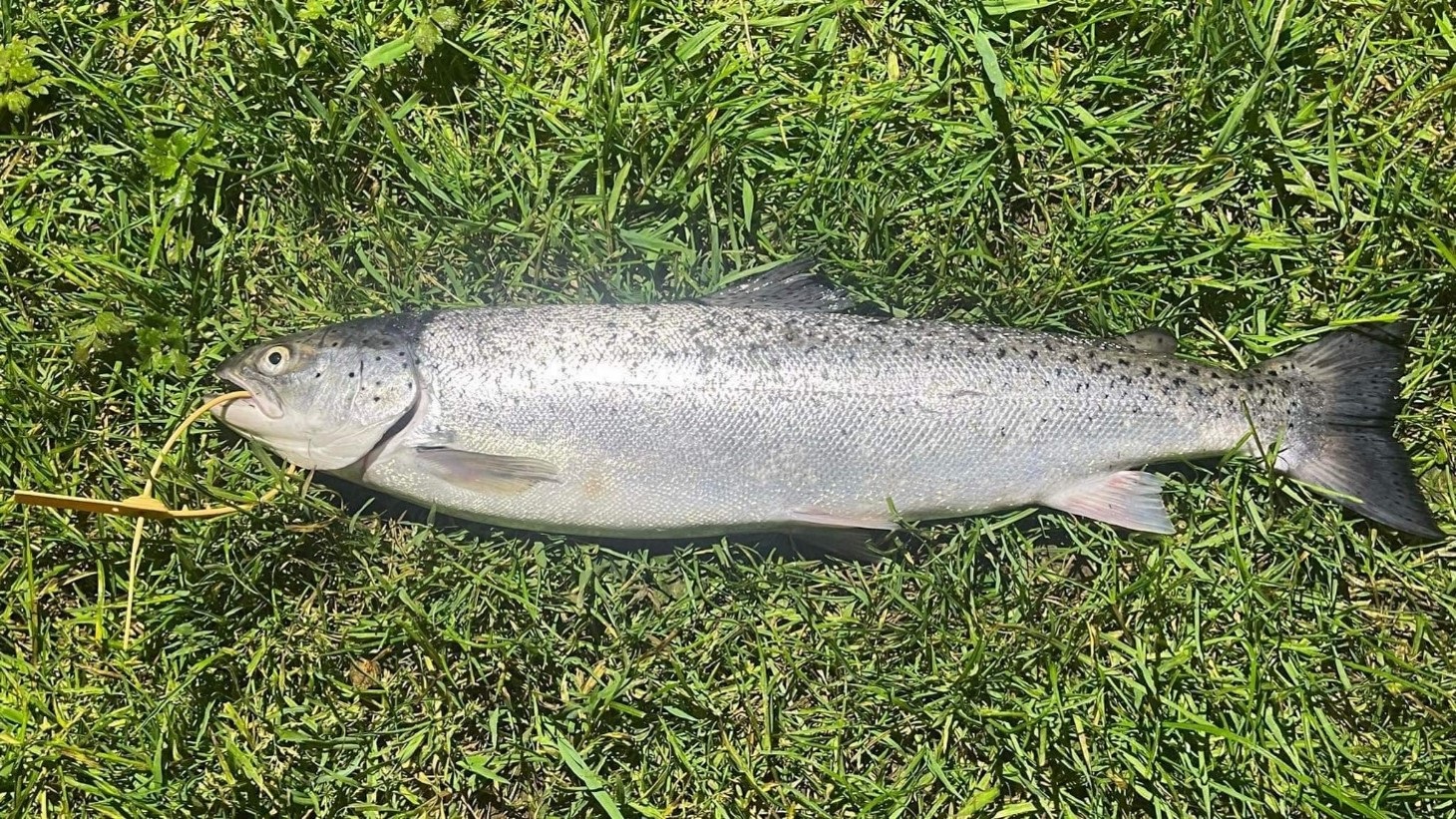 Tagged salmon