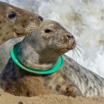 Seal with a flying ring frisbee stuck around its neck