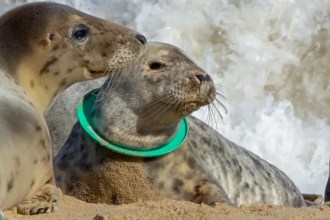 Seal with a flying ring frisbee stuck around its neck