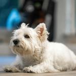 adorable west highland white terrier indoors