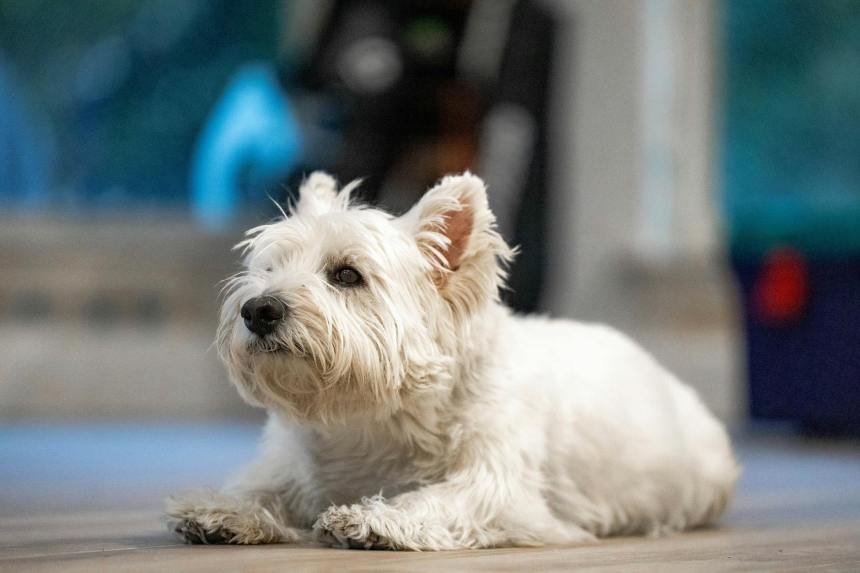 adorable west highland white terrier indoors