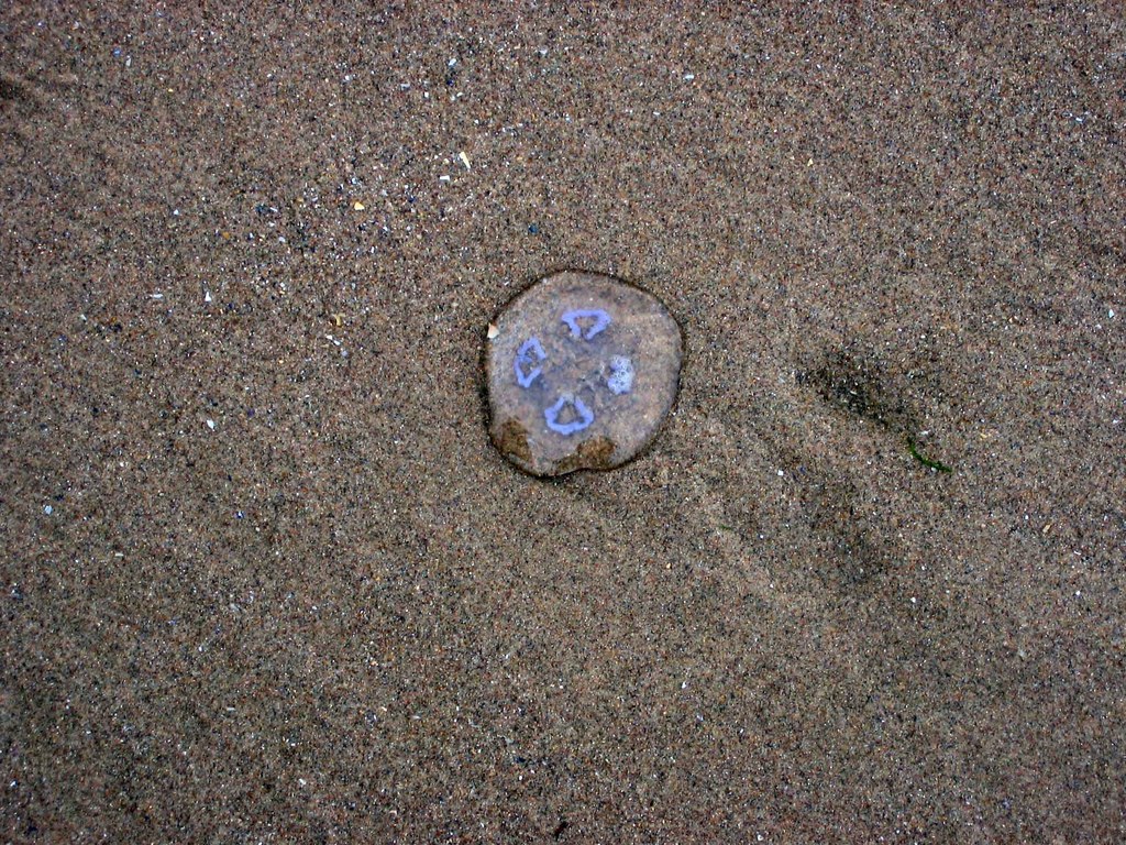 Moon Jellyfish on Rhossili Beach