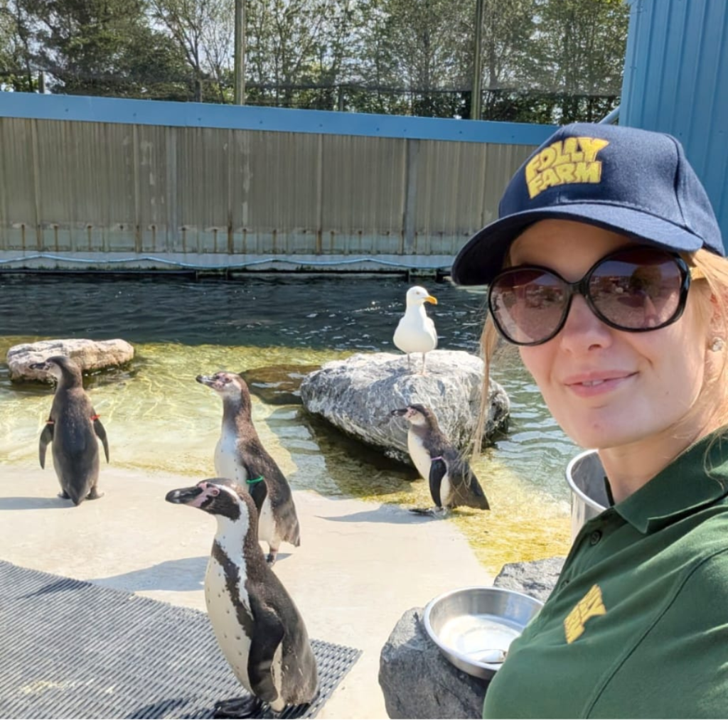 Abigale at work in the Penguin enclosure at Folly Farm