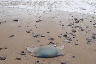 Barrel jellyfish on Oxwich Beach