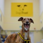 Wales Takes the Lead - Rehoming centre reforms and progress on Greyhound ban welcomed by Dogs Trust