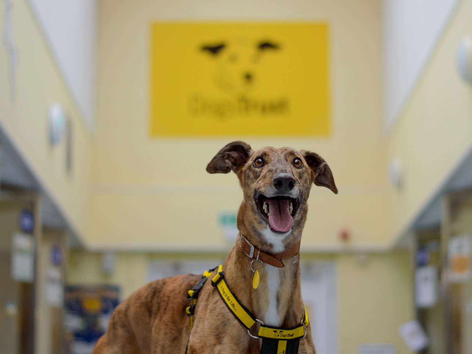 Wales Takes the Lead - Rehoming centre reforms and progress on Greyhound ban welcomed by Dogs Trust