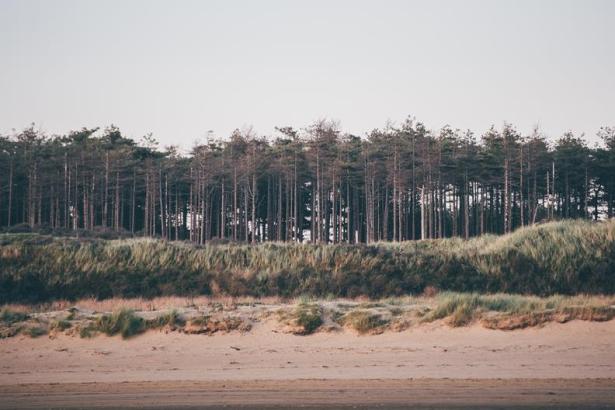 Pembrey Forest