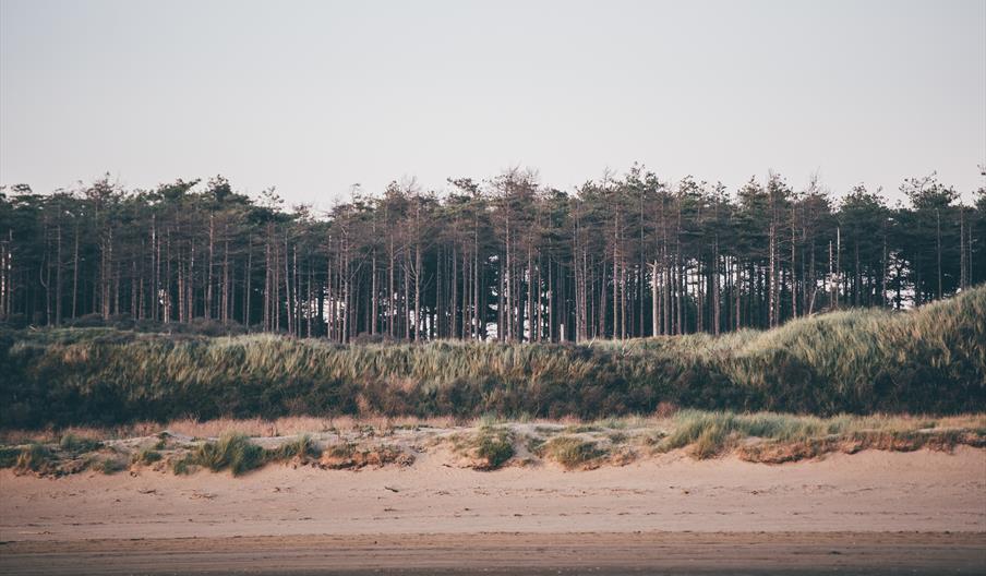 Pembrey Forest