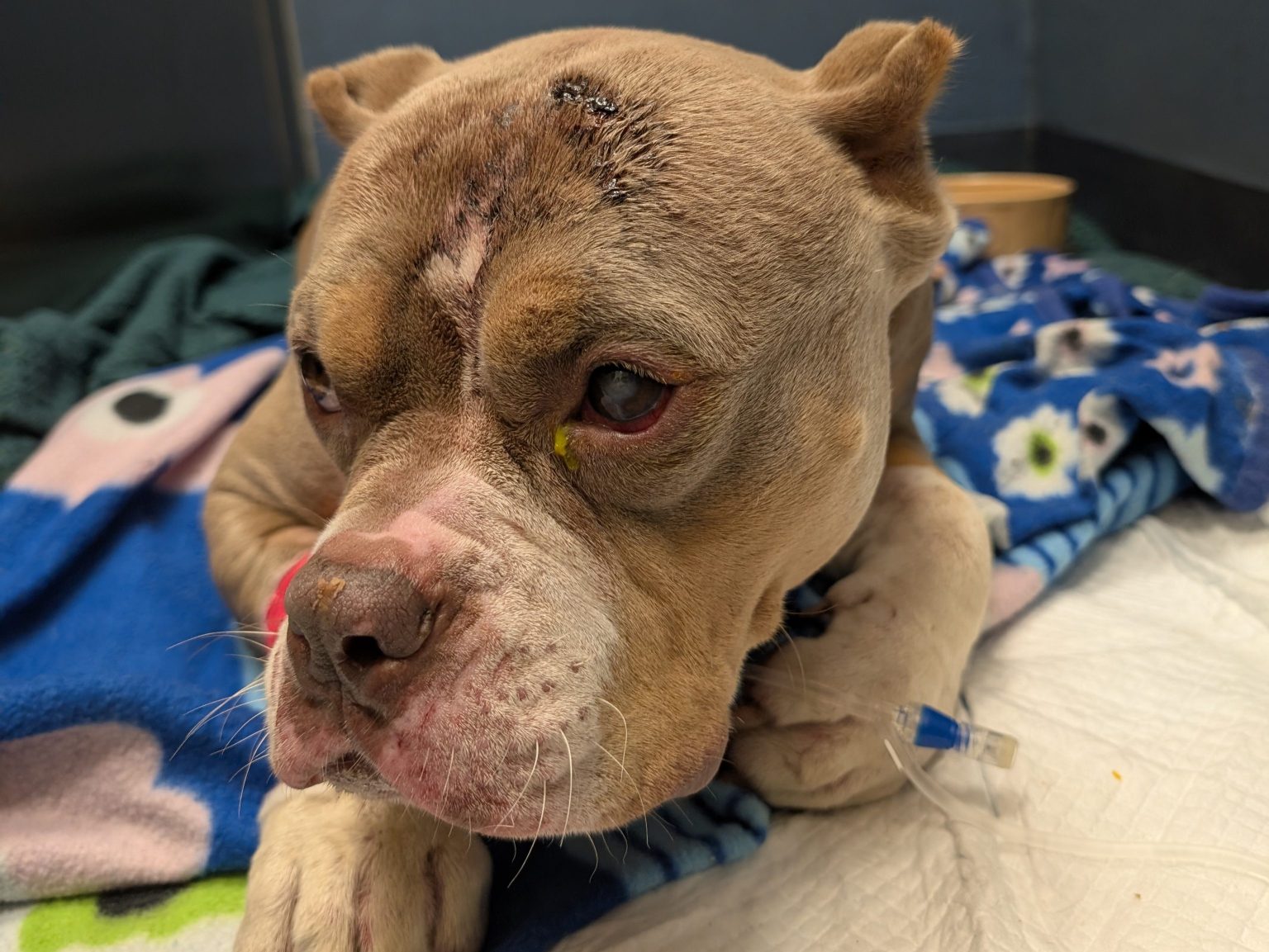 A severely injured bull breed dog was found on the old racecourse in the Brynhyfryd/Penlan area of Swansea.
