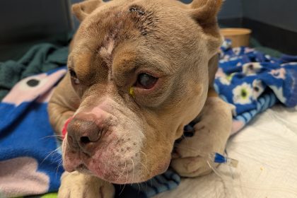 A severely injured bull breed dog was found on the old racecourse in the Brynhyfryd/Penlan area of Swansea.