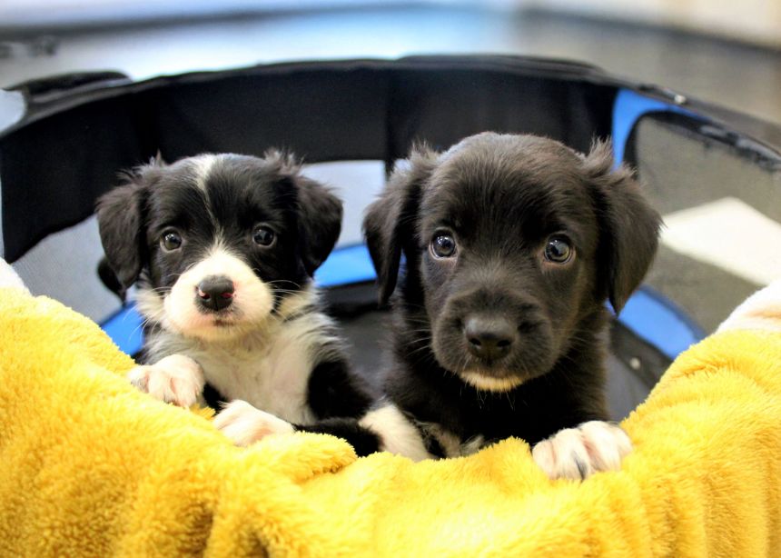 Crossbreed Puppies Dogs Trust