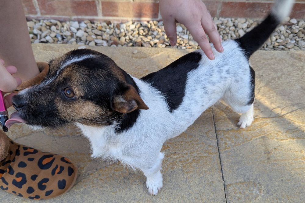Casper the Jack Russell