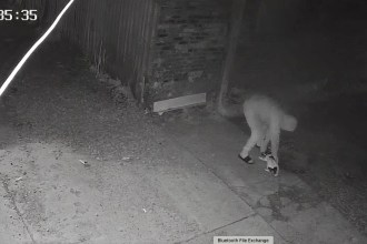 CCTV footage of Cameron Lee Wilson and Jack Russell, Casper.