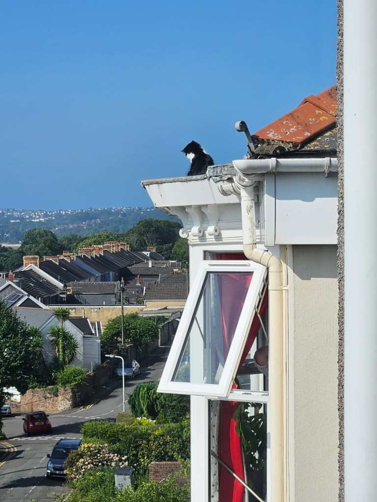 Firefighters from Morriston Fire Station used a specialist turntable ladder — and cat treats — to rescue a feline stranded on a three-storey rooftop in Brynmill, Swansea