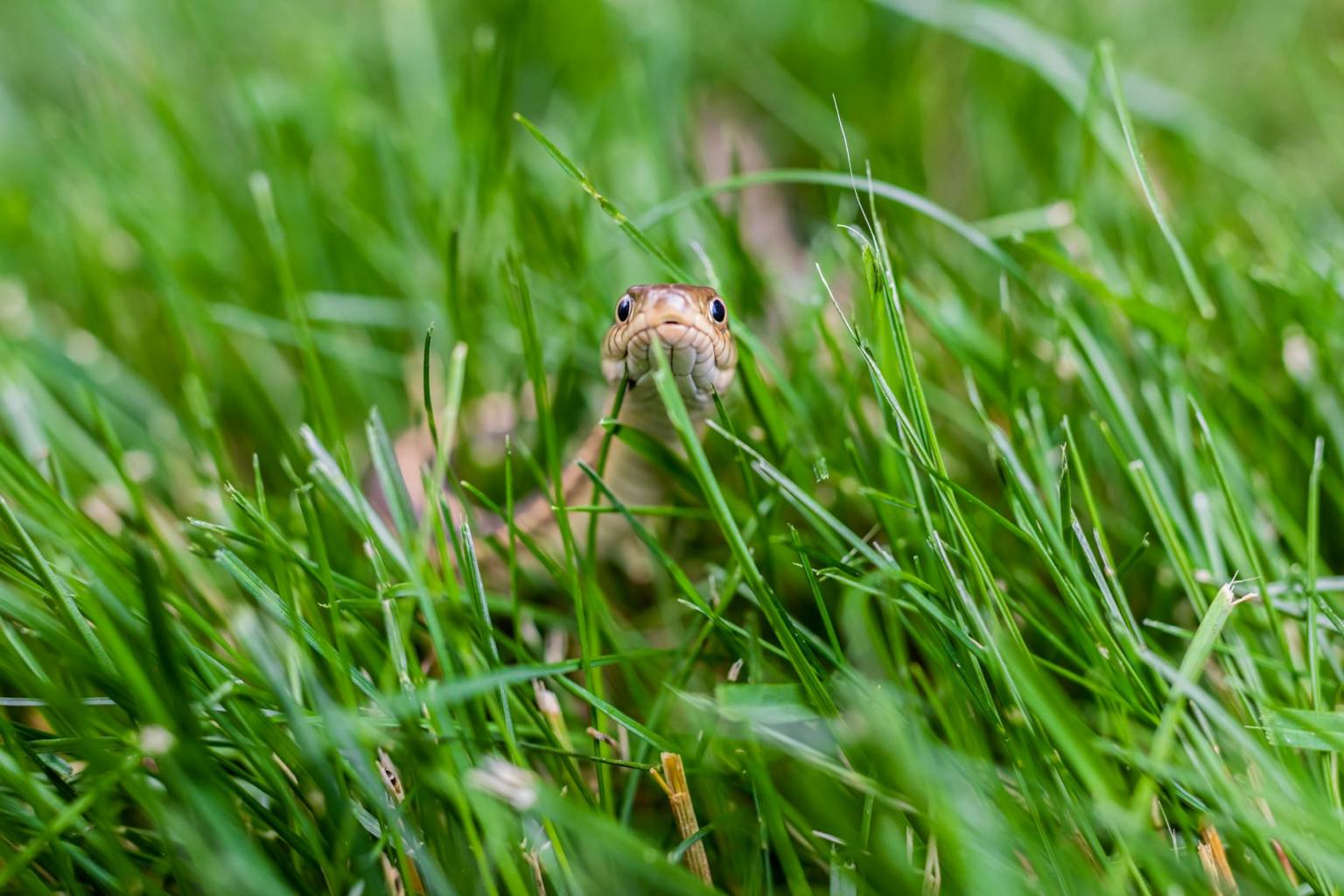 snake in grass