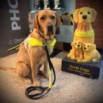 Guide dog Rodney with one of Guide Dogs’ iconic collecting boxes