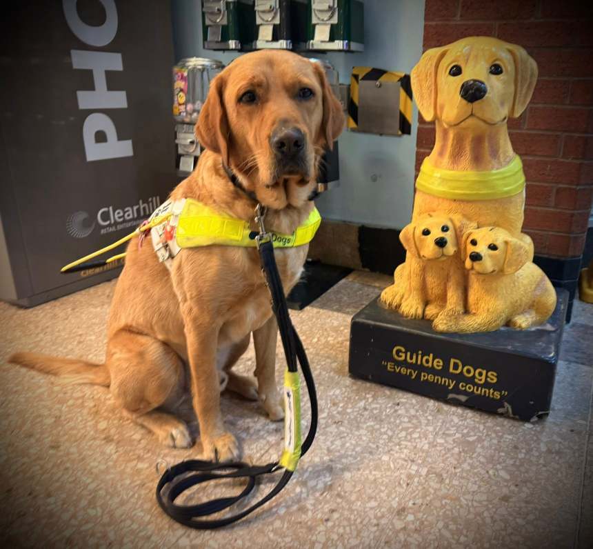 Guide dog Rodney with one of Guide Dogs’ iconic collecting boxes