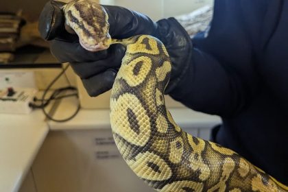 Escaped ‘python’ in Greenwich