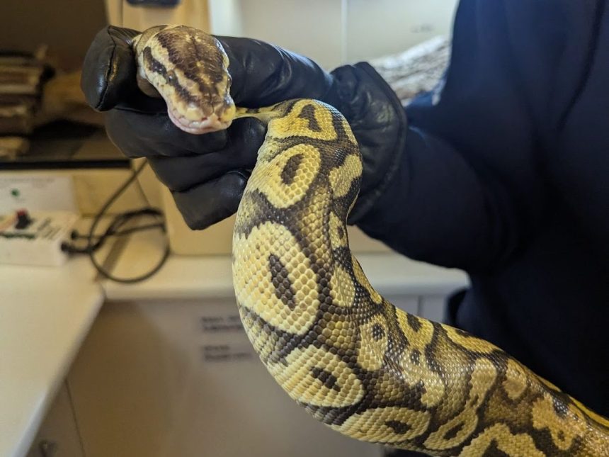 Escaped ‘python’ in Greenwich