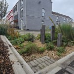 Rain Garden in Swansea's Sandfields