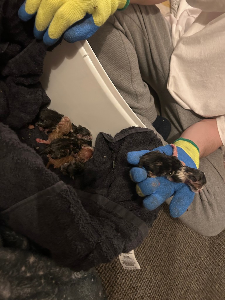 Six newborn kittens found in a plastic bag on the side of lane in Neath
