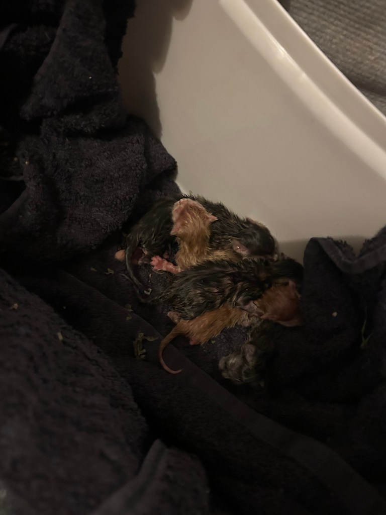 Six newborn kittens found in a plastic bag on the side of lane in Neath
