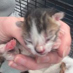 Six newborn kittens found in a plastic bag on the side of lane in Neath