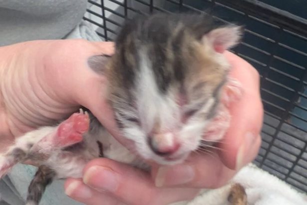 Six newborn kittens found in a plastic bag on the side of lane in Neath