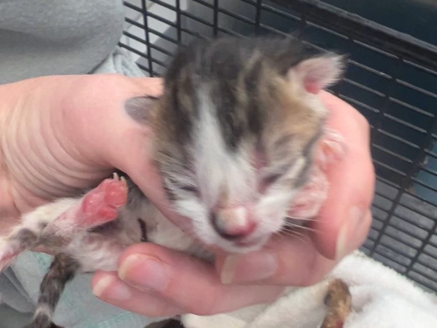 Six newborn kittens found in a plastic bag on the side of lane in Neath
