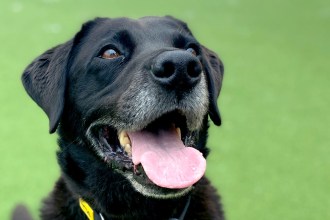 Labradors have been named the 'Dog of the Nation' by Dogs Trust