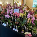 Welsh Orchid Festival at Aberglasney