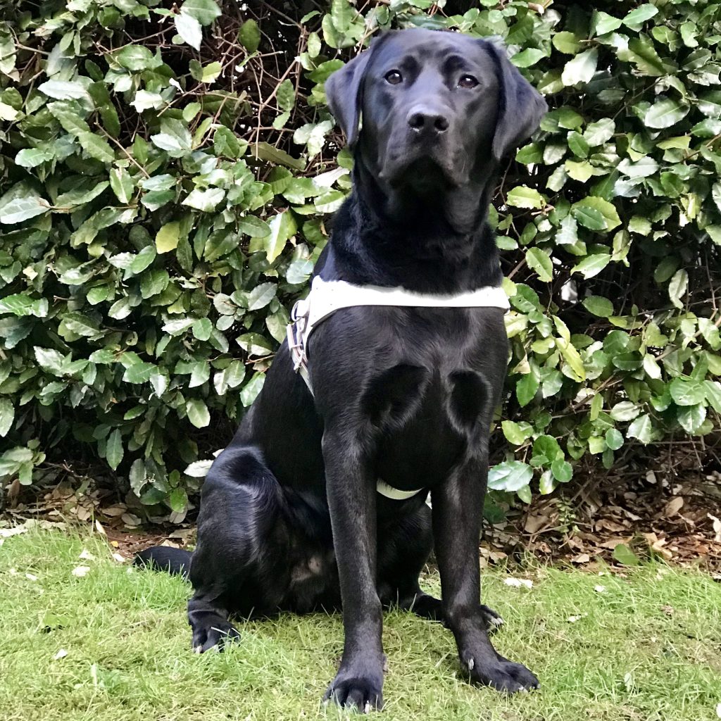 Kaypea, named by the Quadrant, is now a working guide dog in Gwent.