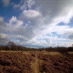 View of the eastern edge of Clyne Common at West Cross, Swansea — the land proposed for housing development.