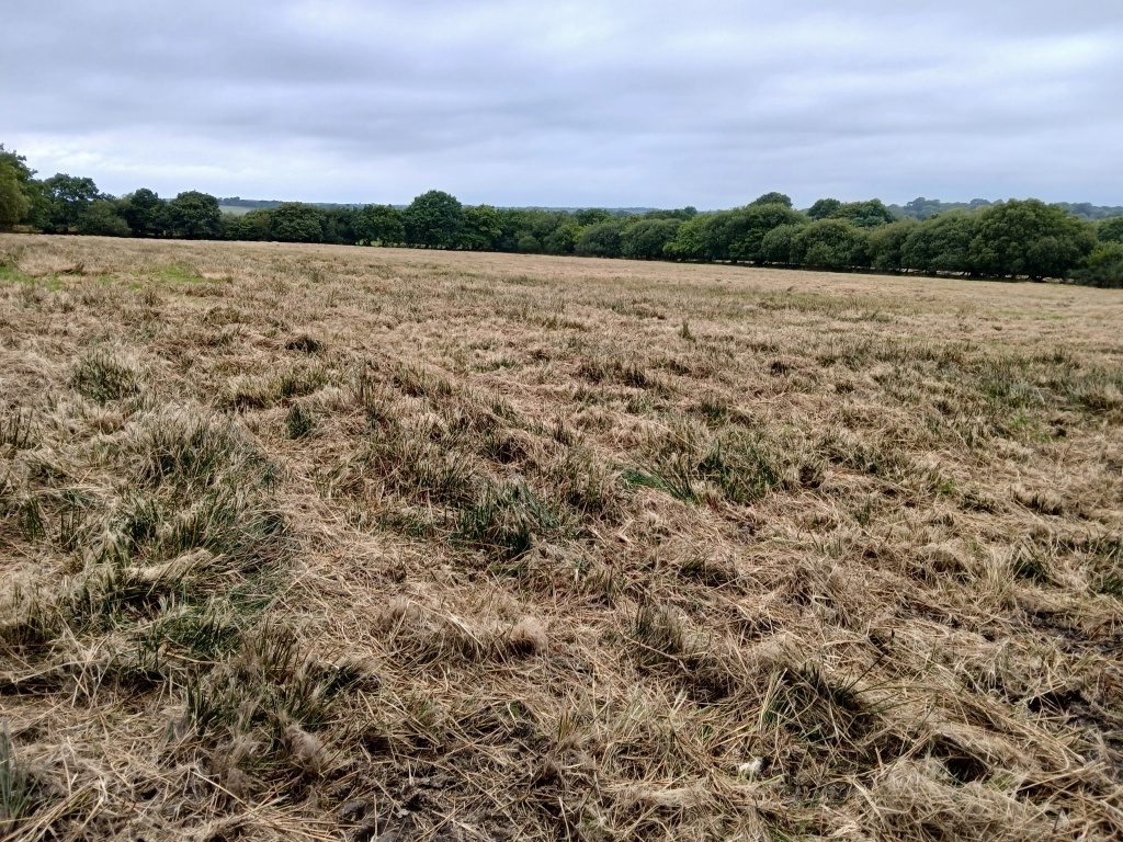 Flat marshy grassland at Ryeground Farm, proposed as replacement land for Clyne Common in Swansea.