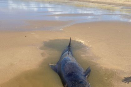 A young long‑finned pilot whale — a species rarely seen in Welsh waters — has died after stranding on Llangennith beach in Gower.