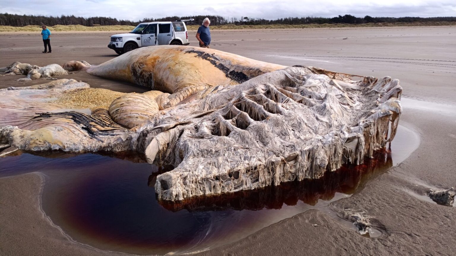 The remains of a massive fin whale discovered on Cefn Sidan beach